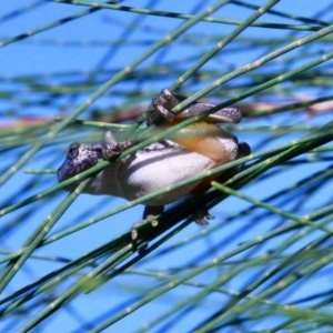 Litoria peronii at Amaroo, ACT - 4 Mar 2019 08:30 AM