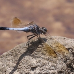 Orthetrum caledonicum (Blue Skimmer) at Mogo, NSW - 26 Feb 2019 by jb2602