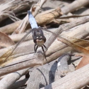 Orthetrum caledonicum at Mogo, NSW - 26 Feb 2019 12:07 PM