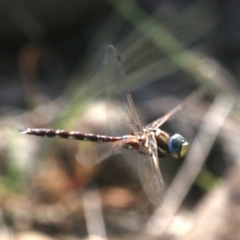 Adversaeschna brevistyla (Blue-spotted Hawker) at Rosedale, NSW - 26 Feb 2019 by jb2602