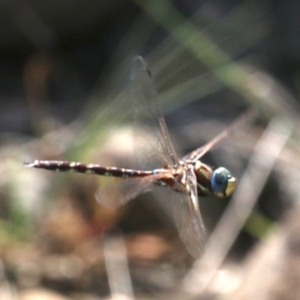 Adversaeschna brevistyla at Rosedale, NSW - 26 Feb 2019 11:38 AM