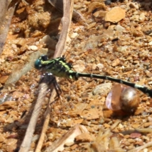 Austrogomphus (Pleiogomphus) amphiclitus at Rosedale, NSW - 26 Feb 2019 11:30 AM