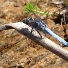 Orthetrum caledonicum (Blue Skimmer) at Rosedale, NSW - 26 Feb 2019 by jbromilow50