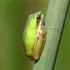 Litoria fallax (Eastern Dwarf Tree Frog) at Mogo, NSW - 26 Feb 2019 by jb2602