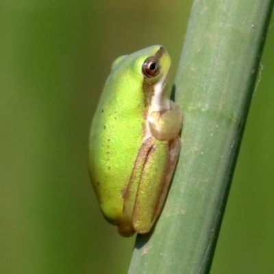 Litoria fallax (Eastern Dwarf Tree Frog) at Mogo, NSW - 26 Feb 2019 by jb2602