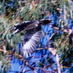 Dacelo novaeguineae at Harrison, ACT - 3 Mar 2019 08:53 AM