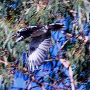 Dacelo novaeguineae at Harrison, ACT - 3 Mar 2019 08:53 AM