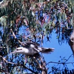 Dacelo novaeguineae at Harrison, ACT - 3 Mar 2019 08:53 AM