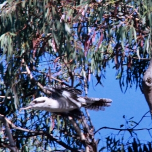 Dacelo novaeguineae at Harrison, ACT - 3 Mar 2019 08:53 AM