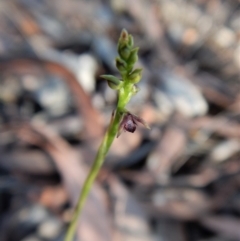 Corunastylis clivicola (Rufous midge orchid) at Mount Painter - 22 Feb 2019 by CathB