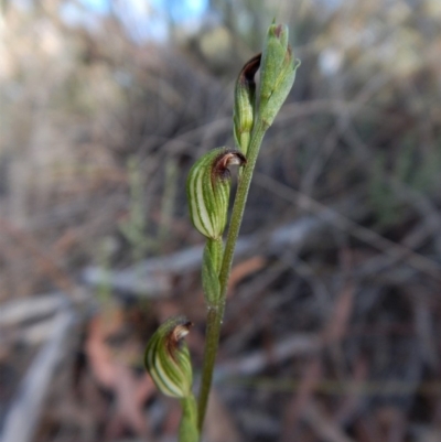 Speculantha rubescens (Blushing Tiny Greenhood) at Aranda Bushland - 1 Mar 2019 by CathB