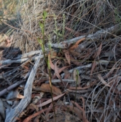 Speculantha rubescens at Aranda, ACT - suppressed