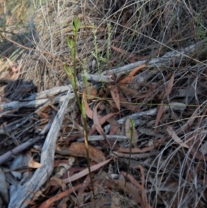 Speculantha rubescens at Aranda, ACT - suppressed