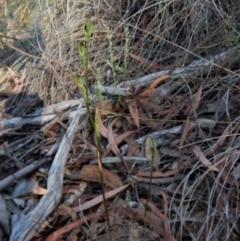 Speculantha rubescens at Aranda, ACT - 2 Mar 2019