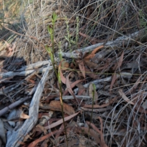 Speculantha rubescens at Aranda, ACT - 2 Mar 2019