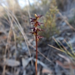 Corunastylis clivicola (Rufous midge orchid) at Aranda Bushland - 1 Mar 2019 by CathB