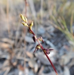 Corunastylis clivicola at Aranda, ACT - suppressed