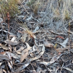 Corunastylis clivicola at Aranda, ACT - suppressed