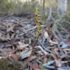 Corunastylis clivicola (Rufous midge orchid) at Aranda Bushland - 1 Mar 2019 by CathB