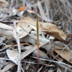 Corunastylis cornuta (Horned Midge Orchid) at Aranda Bushland - 1 Mar 2019 by CathB
