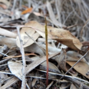 Corunastylis cornuta at Aranda, ACT - 2 Mar 2019