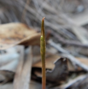 Corunastylis cornuta at Aranda, ACT - 2 Mar 2019