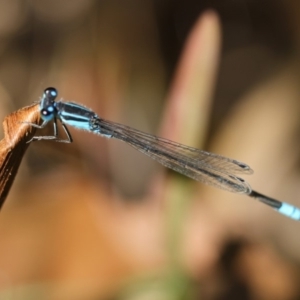 Ischnura heterosticta at Dignams Creek, NSW - 3 Mar 2019 11:54 AM