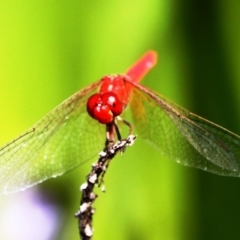 Diplacodes haematodes (Scarlet Percher) at Dignams Creek, NSW - 3 Mar 2019 by Maggie1