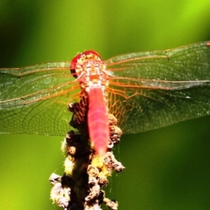 Diplacodes haematodes at Dignams Creek, NSW - 3 Mar 2019