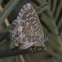Theclinesthes serpentata (Saltbush Blue) at Weetangera, ACT - 26 Feb 2019 by AlisonMilton