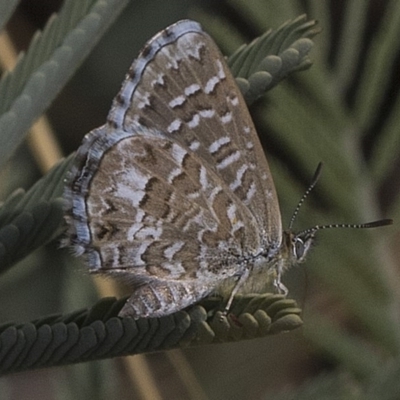 Theclinesthes serpentata (Saltbush Blue) at Weetangera, ACT - 26 Feb 2019 by AlisonMilton