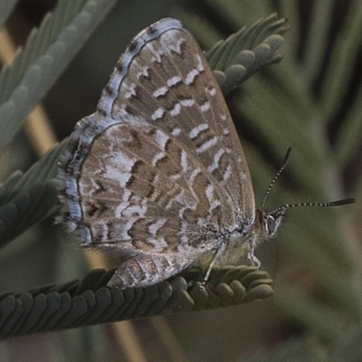 Theclinesthes serpentata (Saltbush Blue) at Weetangera, ACT - 25 Feb 2019 by Alison Milton