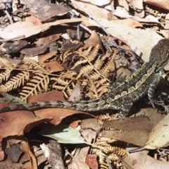 Amphibolurus muricatus (Jacky Lizard) at Mogareeka, NSW - 2 Mar 2019 by Maggie1