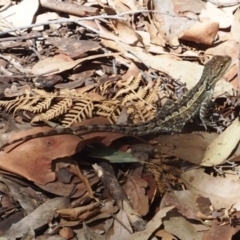 Amphibolurus muricatus at Nelson Beach - 2 Mar 2019