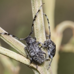 Ancita sp. (genus) (Longicorn or longhorn beetle) at The Pinnacle - 26 Feb 2019 by AlisonMilton