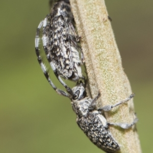 Ancita sp. (genus) at Weetangera, ACT - 26 Feb 2019 11:18 AM