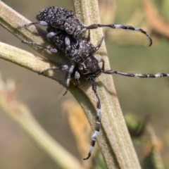 Ancita sp. (genus) at Weetangera, ACT - 26 Feb 2019