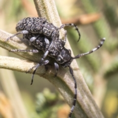 Ancita sp. (genus) at Weetangera, ACT - 26 Feb 2019 11:18 AM