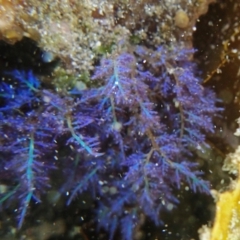 Unidentified Algae (TBC) at Mogareeka, NSW - 2 Mar 2019 by Maggie1