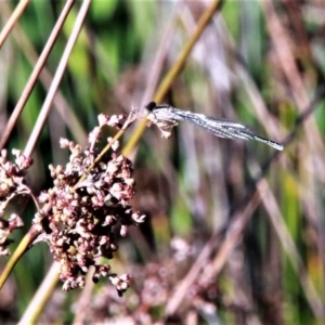 Coenagrionidae (family) at Amaroo, ACT - 3 Mar 2019 09:07 AM