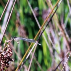 Coenagrionidae (family) at Amaroo, ACT - 3 Mar 2019 09:07 AM