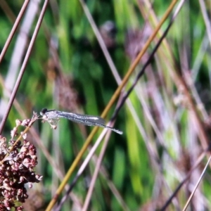 Coenagrionidae (family) at Amaroo, ACT - 3 Mar 2019 09:07 AM