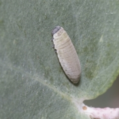 Paropsisterna m-fuscum (Eucalyptus Leaf Beetle) at The Pinnacle - 26 Feb 2019 by AlisonMilton