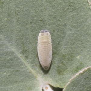 Paropsisterna m-fuscum at Weetangera, ACT - 26 Feb 2019 11:35 AM