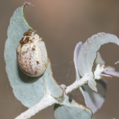 Paropsisterna m-fuscum (Eucalyptus Leaf Beetle) at Weetangera, ACT - 26 Feb 2019 by AlisonMilton
