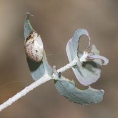 Paropsisterna m-fuscum at Weetangera, ACT - 26 Feb 2019