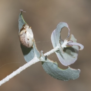 Paropsisterna m-fuscum at Weetangera, ACT - 26 Feb 2019