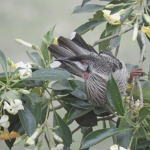 Anthochaera carunculata at Brogo, NSW - 10 Nov 2018