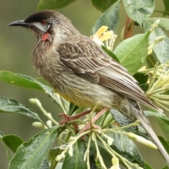 Anthochaera carunculata at Brogo, NSW - 10 Nov 2018