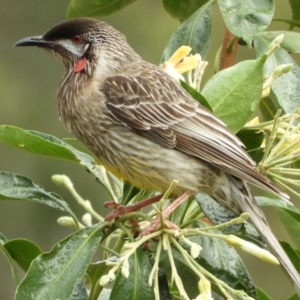 Anthochaera carunculata at Brogo, NSW - 10 Nov 2018